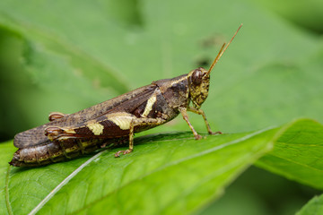 Image of Rufous-legged Grasshopper (Xenocatantops humilis) on green leaves. Insect Animal