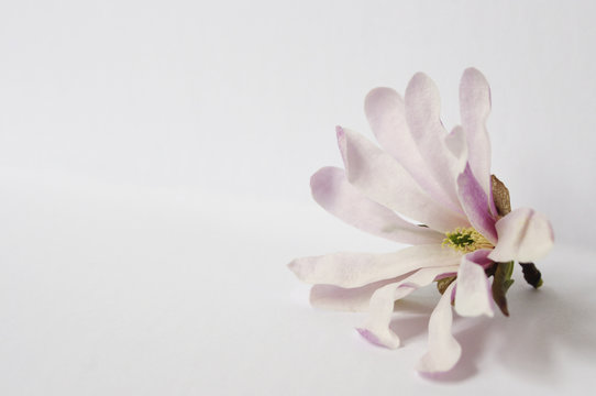 Fototapeta Single light pink magnolia flower on white background