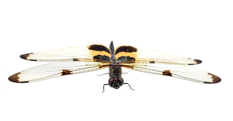 Dragonfly isolated on white background.