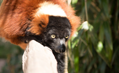  Green-eyed lemur lies on a log