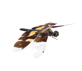 Dragonfly isolated on white background.