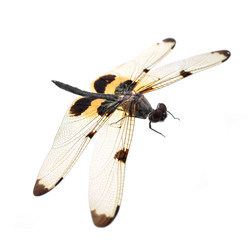 Dragonfly isolated on white background.