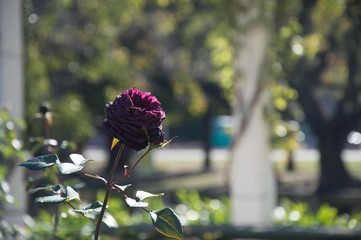 Flower with blurry background in a park in buenos aires
