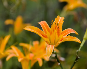 orange flowers in the garden