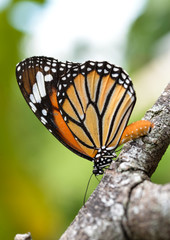 Butterflies on a stick