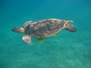 tortue marine sea turtle marsa alam