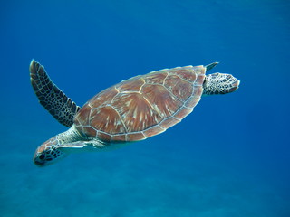 tortue marine sea turtle marsa alam