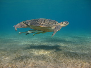 tortue marine sea turtle marsa alam