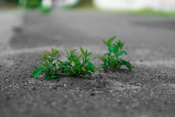 Green plant germinating through aspahlt