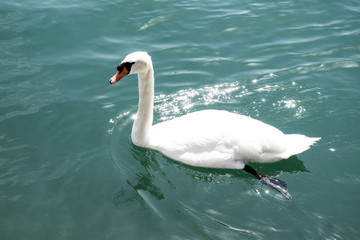 White Swan swimming