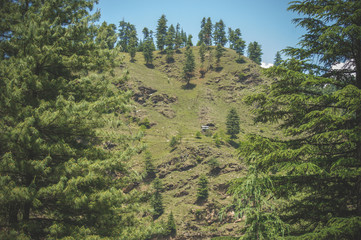 Pine forest on the slope of the Himalayan mountains against the blue sky.