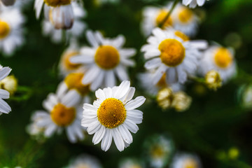 Fototapeta premium Chamomile close-up, selective focus, macro photo 
