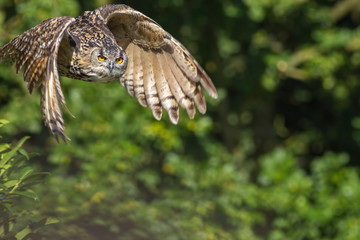 Countryside wildlife. Wild owl bird of prey flying by forest woodland.