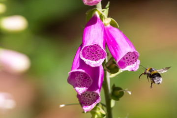 Pollination. Bumble bee flying towards garden foxglove flower. © Ian Dyball