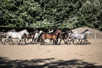 Herd of horses runs home in the sunset summertime