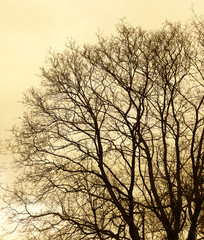 Lonely tree view in forest jungle at season autumn winter with branches without leaves at a park in a cloudy day grey sky nature vintage retro background photo