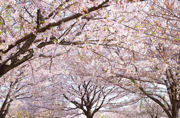 Cherry blossom trees