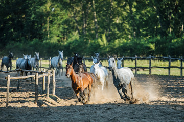 Purebred horses galloping through on animal farm summertime © acceptfoto
