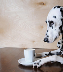 Dog dalmatian sitting at the table with a cup of coffee cappuccino - obrazy, fototapety, plakaty