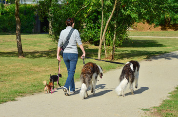 A woman is walking different breeds of dogs simultaneously