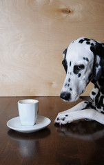 Dog dalmatian sitting at the table with a cup of coffee cappuccino