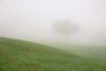 Obraz na płótnie Canvas Lonely tree in a hilly meadow on a foggy day