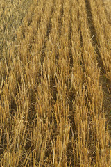 Dettaglio, campo di grano tagliato.