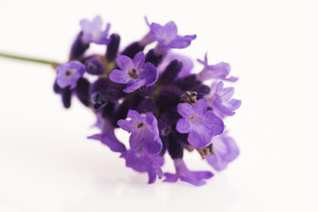 lavender flower