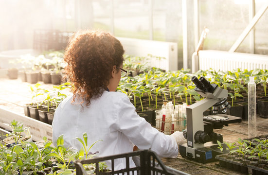 Scientist sitting at microscope in greenhouse