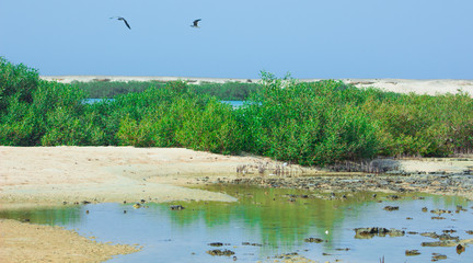 Seagulls flying and Fishing by the sea side with the background of the ocean and the blue sky