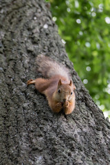 Squirrel close-up hanging and eating a nut.