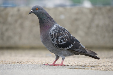 ハト