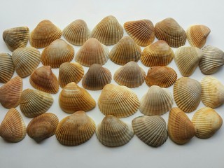 Seashells on white background, closeup