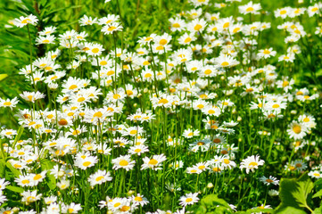 Summer daisies and green grass