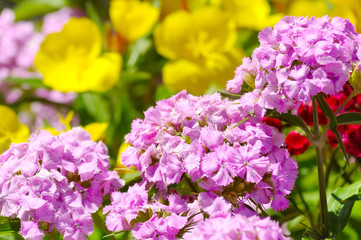 Summer floral background