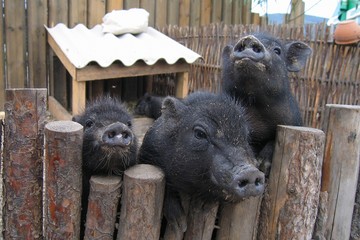 Group of little piglets looking through fence.