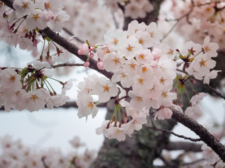 Beautiful Sakura Flowers in Japan, Selective Focus 