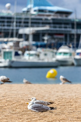 Seagulls on the beach,  fisher boats and cruise ship