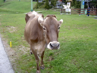 Kuh