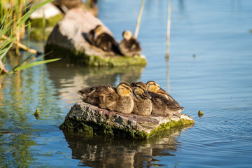 Young wild duck resting on the rock