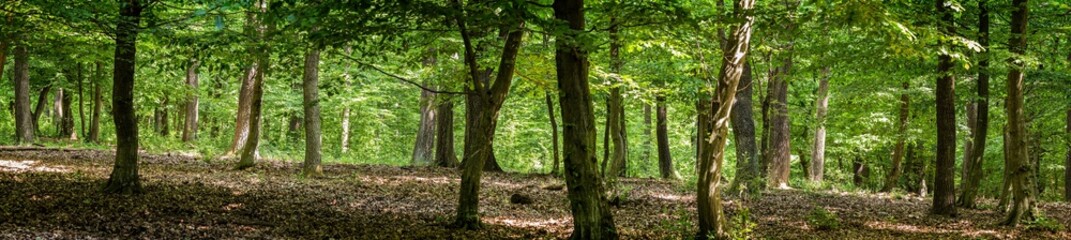 Green forest with oak trees at spring