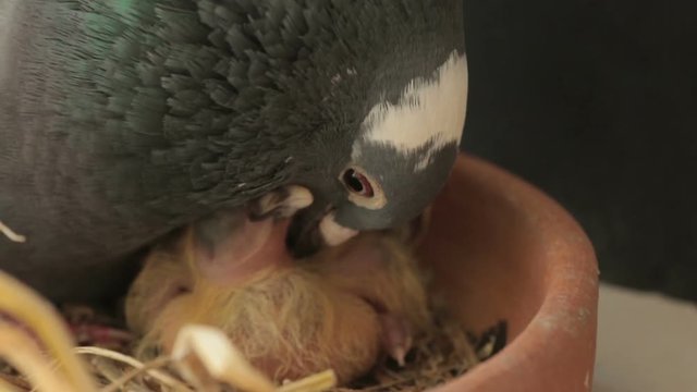pigeon bird feeding new born in home nest