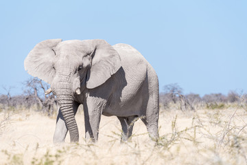 Fototapeta na wymiar White African elephant, covered with white calcrete dust
