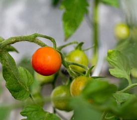 Rote Tomate am Strauch