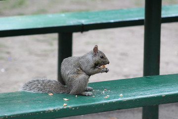 Fat squirrel