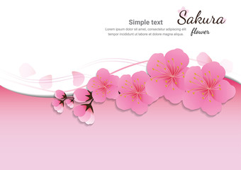Cherry blossom flowers background. Sakura  pink flowers  background.