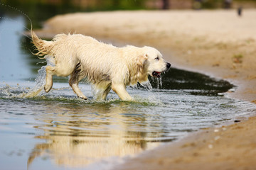 Dog running on water