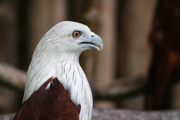Brahminy Kite,  Haliastur indus