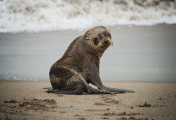 Naklejka premium Sammy The Seal