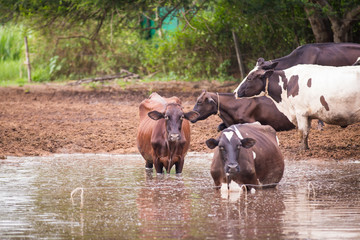 Cow herd on the farm